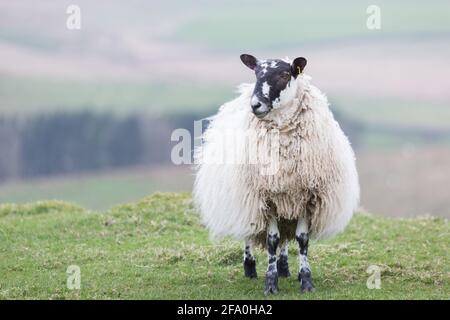 Pascolo delle pecore accanto al sentiero del Muro di Adriano nel Northumberland all'inizio della primavera, con lunghe lane e volti curiosi Foto Stock