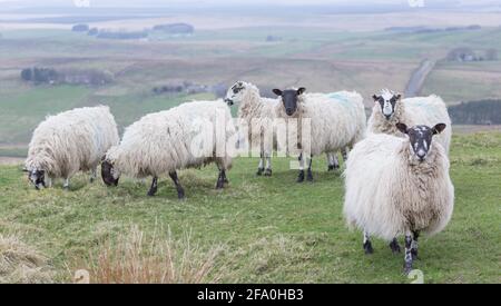 Pascolo delle pecore accanto al sentiero del Muro di Adriano nel Northumberland all'inizio della primavera, con lunghe lane e volti curiosi Foto Stock