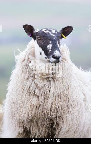 Pascolo delle pecore accanto al sentiero del Muro di Adriano nel Northumberland all'inizio della primavera, con lunghe lane e volti curiosi Foto Stock