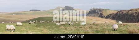 Il Muro di Adriano e la Pennine Way, il Parco Nazionale del Northumberland, in una soleggiata giornata primaverile, immagine panoramica Foto Stock