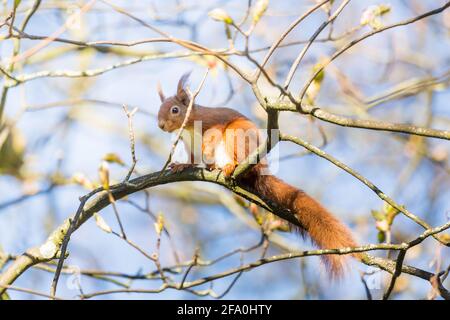 Red squirrel resting in a branches in a tree on a sunny day in Spring in Northumberland Foto Stock