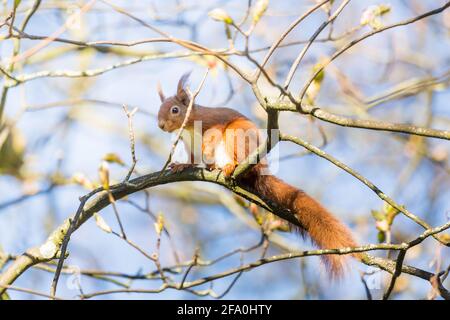 Scoiattolo rosso che riposa in un ramo in un albero sopra Una giornata di sole in primavera nel Northumberland Foto Stock