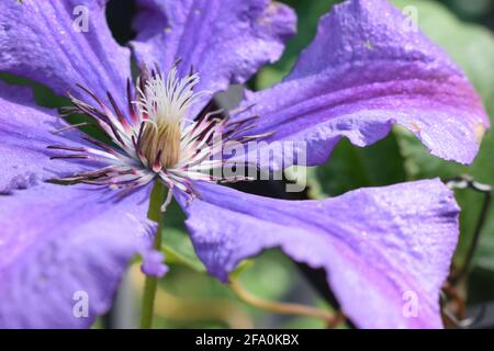 Clematis fiore dopo la pioggia con goccioline di acqua sulla petali di fiori. Viola la clematide ramo con boccioli aperti. La clematide Jackmanii e gocce di rugiada Foto Stock