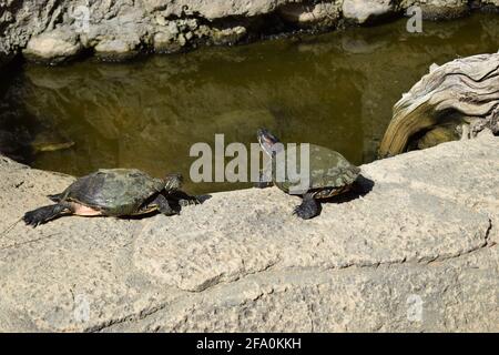 Tartarughe prendere un bagno di sole sulla roccia vicino stagno. Tartarughe di gruppo al sole sullo stagno. Tartarughe acquatiche che riposano su una roccia fuori dall'acqua Foto Stock