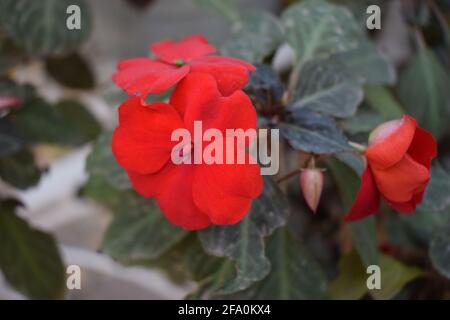 Fiori rossi impazienti. Piante decorative in vasi. Nome scientifico Impatiens walleriana. Fiorisce in rosa, arancione, bianco o rosso. Fiori estivi Foto Stock