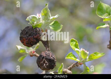 Monilia. Mele danneggiate dalla malattia fungina Monilia fruttigena nella malattia di Orchard. Mummia di una mela attaccata dalla moniliosi. Foto Stock