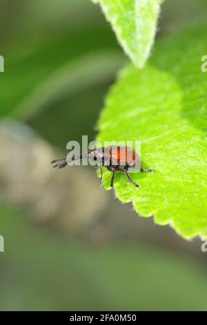 La buccia (Rhynchites bacco) sulla foglia di mela. Questo insetto è una peste comune in frutteti. Foto Stock