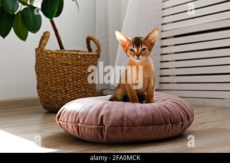 Due mesi di cannella abissinian gatto a casa. Bel cucciolo di capelli corti in purebred su un cuscino in soggiorno. Primo piano, spazio di copia, sfondo,. Foto Stock