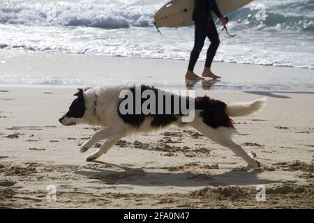 Due cani che corrono e giocano sulla spiaggia – cane nero e Border Collie che inseguono lungo la riva sabbiosa con le onde dell'oceano Foto Stock