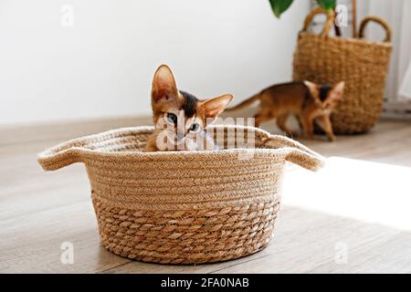 Studio di piccolo carino gattino abissino seduto nel cesto a casa, sfondo bianco parete. Giovane bel cucciolo di capelli corti purebred. Chiudi u Foto Stock