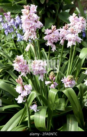 Hyacinthoides hispanica ‘Dainty Maid’ Bluebells spagnoli – fiori a forma di campana pallido con strisce blu, aprile, Inghilterra, Regno Unito Foto Stock