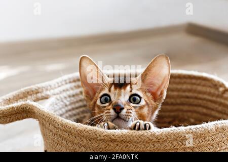 Studio di piccolo carino gattino abissino seduto nel cesto a casa, sfondo bianco parete. Giovane bel cucciolo di capelli corti purebred. Chiudi u Foto Stock