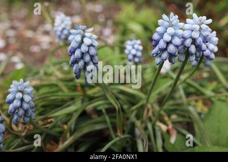 Muscari armeniacum ‘menta peperita’ uva giacinto menta peperita – fiori blu molto pallidi con riflessi e strisce blu, aprile, Inghilterra, Regno Unito Foto Stock