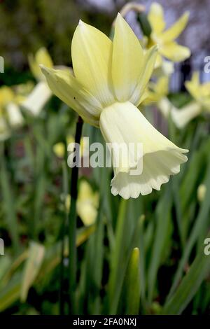 Narcissus / Daffodil ‘Lemon Silk’ Divisione 6 Cyclamineus Daffodils limone tromba gialla e crema di limone tromba, aprile, Inghilterra, Regno Unito Foto Stock