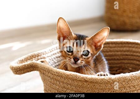 Studio di piccolo carino gattino abissino seduto nel cesto a casa, sfondo bianco parete. Giovane bel cucciolo di capelli corti purebred. Chiudi u Foto Stock