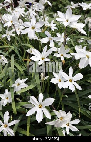 Ipheion uniflorum ‘White Star’ Springstar – fiore bianco a forma di stella tinta blu pallido, aprile, Inghilterra, Regno Unito Foto Stock