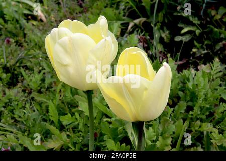 Tulipa ‘Ivory Floradale’ Darwin Hybrid 4 Ivory Floradale tulipano – fiori di crema, petali interni gialli, aprile, Inghilterra, Regno Unito Foto Stock