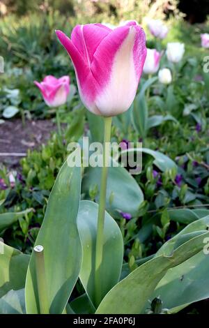 Tulipa ‘Del Piero’ Triumph tulip 3 del Piero tulipano – fiori bianchi, ampi bordi rosa profondi, aprile, Inghilterra, Regno Unito Foto Stock