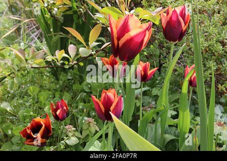 Tulipa ‘Slawa’ Triumph tulipano 3 Slawa tulipano - fiori rossi profondi, fiamma rossa, bordi gialli profondi, petali appuntiti, aprile, Inghilterra, Regno Unito Foto Stock