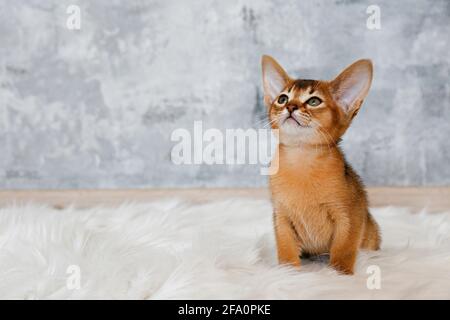 Un carino gattino abissino di due mesi seduto sul tappeto di pelle di pelliccia sintetica a casa, grunged muro di pietra sfondo. Giovane bella rossella Foto Stock