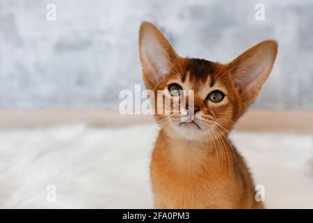 Un carino gattino abissino di due mesi seduto sul tappeto di pelle di pelliccia sintetica a casa, grunged muro di pietra sfondo. Giovane bella rossella Foto Stock