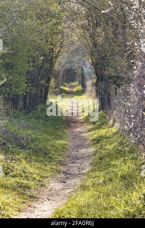 Un sentiero che conduce attraverso un tunnel di alberi in una riserva naturale, County Durham, Inghilterra, Regno Unito. Foto Stock