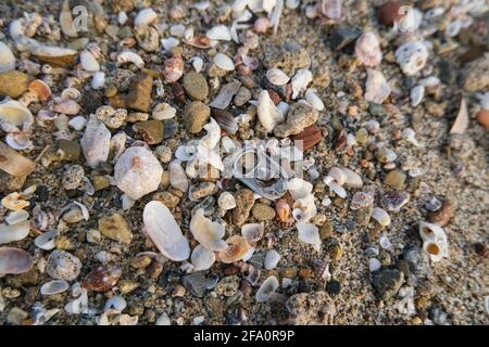 L'inquinamento da alluminio può essere causato dall'ecosistema contaminato delle coste oceaniche, dai rifiuti ambientali Foto Stock