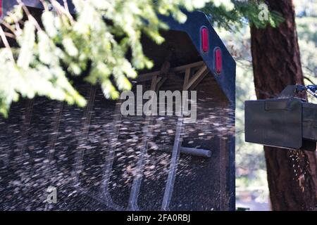 alimentazione di grandi arti di un albero abbattuto attraverso un woodchipper in primavera Foto Stock