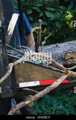 alimentazione di arti grandi o di un albero abbattuto attraverso un woodchipper Foto Stock