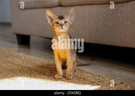 Due mesi di cannella abissinian gatto a casa. Bel cucciolo di capelli corti in purebred sul pavimento vicino al divano in tessuto beige nel soggiorno. Primo piano, Foto Stock