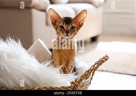 Studio di piccolo carino gattino abissino seduto nel cesto a casa, sfondo bianco parete. Giovane bel cucciolo di capelli corti purebred. Chiudi u Foto Stock