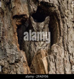 Eastern Screech Owl camuffato in una cavità di albero Foto Stock