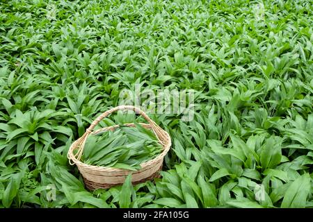 Selvatico allevato porta aglio foglie erbe in foresta. Allium ursinum raccolta in paniere Carpet naturale di foglie di ramson fresche Foto Stock