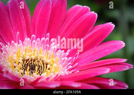 Macro di una gerbera rosa nell'angolo in basso a sinistra. Foto Stock