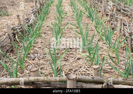 Piantagione di aglio coltivata organicamente, foglie verdi di aglio mature filari su pianta di letto coltivando su terreno terreno terreno agricolo Foto Stock