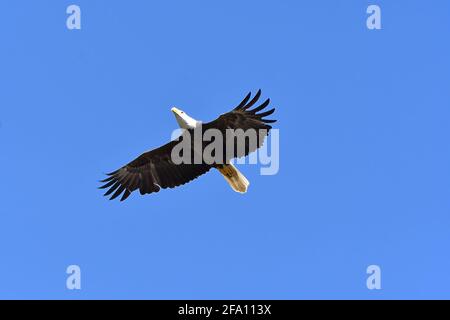 Aquila Bald per adulti in volo cielo blu sopra la vista Foto Stock