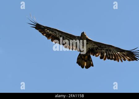 Bald Eagle immaturo in volo vista dall'alto, luce posteriore Foto Stock