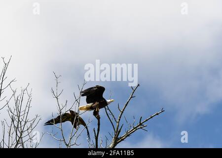 Adulto Bald Eagle atterraggio sulla cima ramo di albero un altro Eagle che vola in backgound Foto Stock