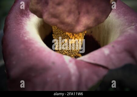 Amorphophallus phaeniifolius di origine Java centrale fiorire a Bogor Botanical Garden a Bogor, Giava occidentale, Indonesia. Foto Stock