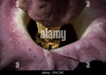 Amorphophallus phaeniifolius di origine Java centrale fiorire a Bogor Botanical Garden a Bogor, Giava occidentale, Indonesia. Foto Stock