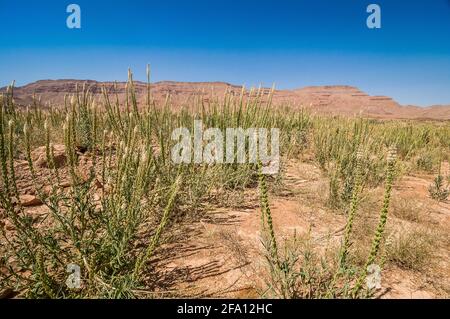 Reseda luteola sulla riva del Barrage al-Hassan Addakhil Water diga in Marocco vicino alla città di Errachidia Foto Stock