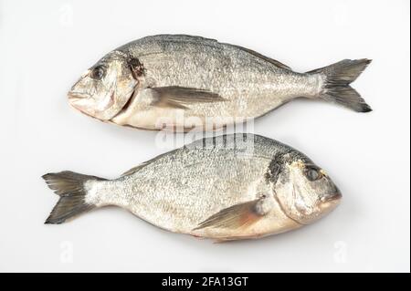 Pesce dorada fresco su sfondo bianco Foto Stock