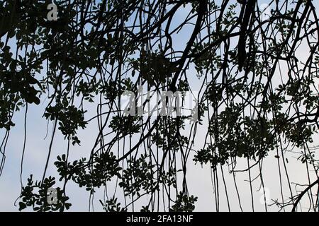 L'albero africano della salsiccia anche conosciuto come albero del cetriolo. Nome botanico: Kigelia africana Foto Stock