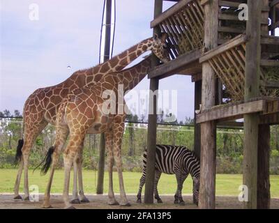 Due giraffe masai una giraffa è incinta. Viene anche avvistata una zebra. Questi animali si trovano in un luogo chiuso vicino a un safari per mantenere sicuro mangiare erba Foto Stock