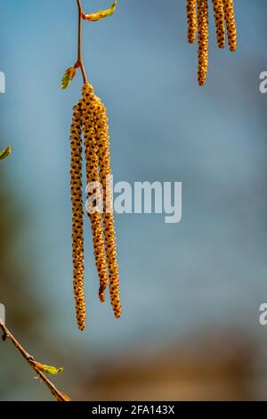 Catkins di betulla nel parco cittadino Foto Stock