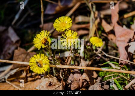 Gruppo di fioritura Coltsfoot fiori. Prima fioritura molla selvatici fiori gialli Foto Stock