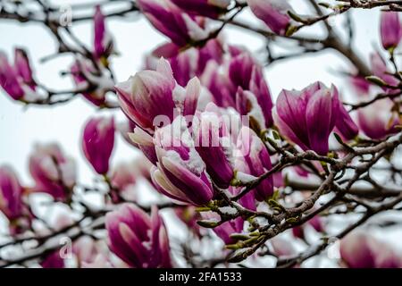 Magnolia fiori ricoperti di neve Foto Stock