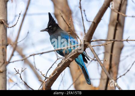 Steller's Jay (Cyanocitta stelleri) arroccato in un albero nella forcella occidentale dell'Oak Creek Canyon, Arizona Foto Stock