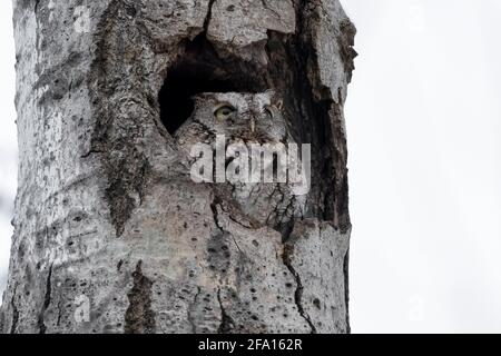 Grey Morph Eastern Screech Owl nel suo nido in un albero scavato - occhi gialli aperti Foto Stock