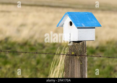 Bluebird box vicino Bickleton Washington con un classico tetto blu su un vecchio palo della recinzione Foto Stock